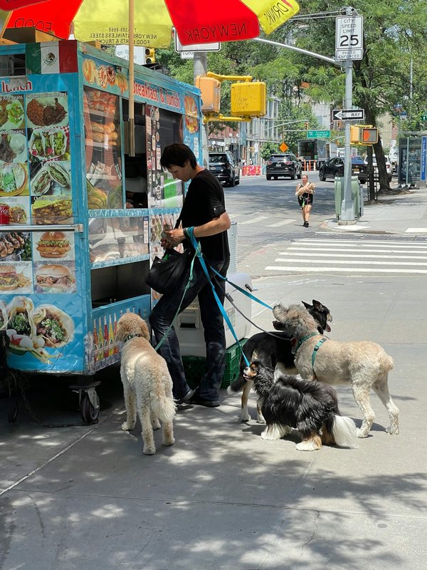 Promener des chiens pour gagner de l'argent : guide complet pour débuter comme promeneur de chiens